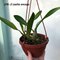 .Laelia anсeps