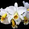 Каттлея (Cattleya percivaliana alba x sib)(1163)