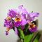 Cattleya Hardyana lidhtip natural
