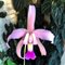 Laelia splendida x Laelia anceps v dowsonii