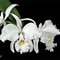 КАТТЛЕЯ (Cattleya labiata alba)(285)
