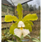 Cattleya Schilleriana Albenscens