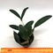 Дендробиум (Dendrobium speciosum 'Golden Rain' x self)(1328)
