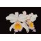 Cattleya Maggie Raphael ( C dowiana x C trianae semialba)посев