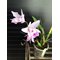Laelia rubescens x Broughtonia negrilensis