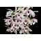 Дендробиум (Dendrobium anosmum v. giganteum f. coerulea) (1240)