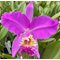 Каттлея (Cattleya lueddemanniana Rombito x 013)(1041)