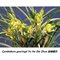 Цимбидиум (Cymbidium goeringii Yu Hu Die Zhua 余蝴蝶爪)(1133)