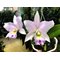 Lelia anceps ´Alba´ x Cattleya walkeriana alba .