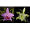 Каттлея (laelia praestans X Rl. digbyana) (А-233)