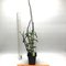 Дендробиум (Dendrobium anosmum 4n)(1333)