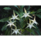 Angraecum sesquipedale