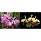 Cattleya Lady Ingram (C eldorado x C dowiana aurea)