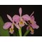 Cattleya eldorado f. concolor (Clori x BV)