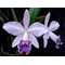 Laeliocattleya cornelia caerule