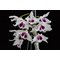 Дендробиум (Dendrobium rhodopterygium f. Semialbum)(1329)