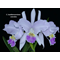 Cattleya Luedemaniana fma coerulea x sib