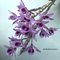 Дендробиум (Dendrobium nestor)(1330)