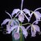 Каттлея (Cattleya schileriana caerulea x Cattleya Maxima caerulea) (913)