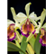Cattleya dowiana v. aurea