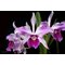 Laelia purpurata var. Striata