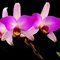 Лаелия (Laelia anceps “guerreiro” (selected x selected))(509)