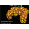 Oncidium nanum