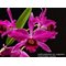Laelia purpurata var. sanguinea × sib