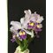Cattleya warneri coerulea x sib