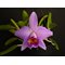 Laelia praestans