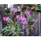 .Laelia anсeps