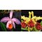 Cattleya Lady Ingram (C eldorado x C dowiana aurea)