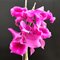 Дендробиум (Dendrobium anosmum 4n)(1333)