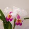 Cattleya Maggie Raphael ( C dowiana x C trianae semialba)