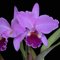 Каттлея (Cattleya labiata tipo "Alfredo lenk" x Cattleya labiata rubra "Caliman") (896)