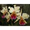 cattleya triumphans Эквадор
