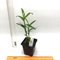 Дендробиум (Dendrobium nobile v. cooksonianum (peloric)) (1336)