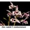 Дендробиум (Dendrobium nobile v. cooksonianum (peloric))(1237)