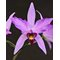 Лаелия (Laelia anceps “disciplinata” x L. rubescens)(508)