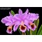 Каттлея (Cattleya percivaliana)(1278)