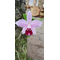 Hadrolaelia (Laelia) Pumila Rubra