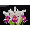 Cattleya X Hardyana (dowiana x warcsewiczii Alba)