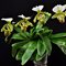 Пафиопе́дилум (paphiopedilum spicerianum x rungsuriyanum) (А-110)