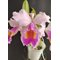 Cattleya Eva's Fabula Rosada (Zephyr) (C.schroederae x C.dowiana)