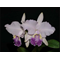 Cattleya  Luedemaniana Coerulia