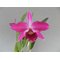 Laelia purpurata var. Rubra