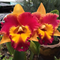 Каттлея (Cattleya Rungnapha Fancy Warm Welcome)(А-255)