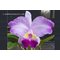 Cattleya lueddemanniana flamea KS