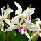 Лаелия (Laelia purpurata oculata)(735)