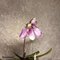 Пафиопе́дилум (paphiopedilum rungsuriyanum x niveum)(А-111)